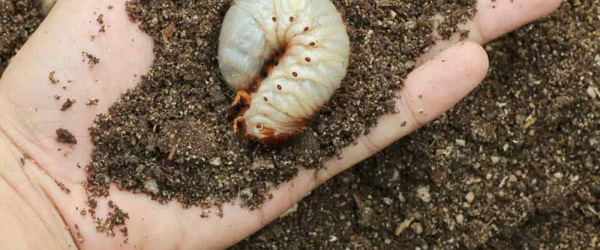 Image of grub worms in the human hand.
