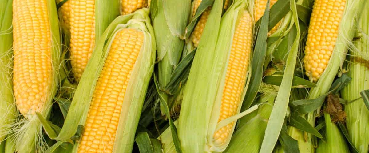 corn_agcens